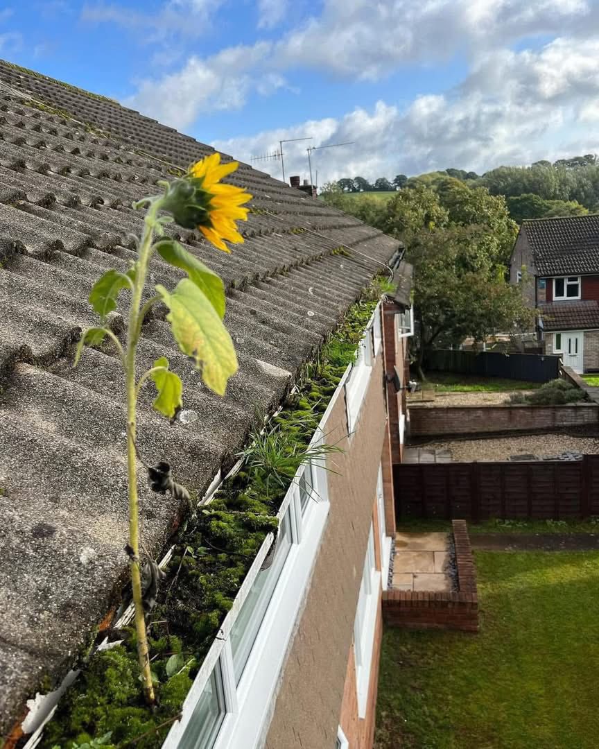 Gutter Cleaning