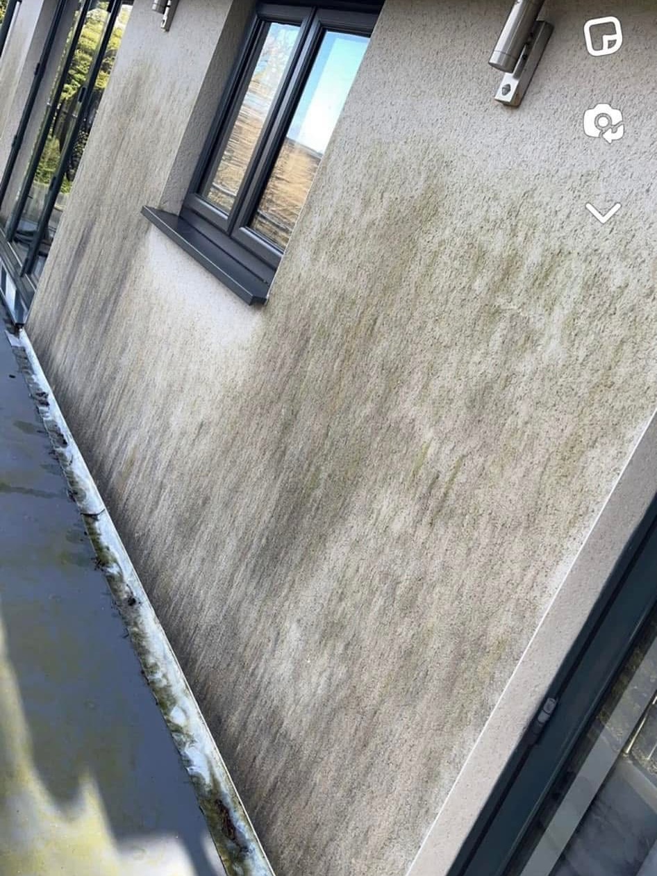 Green algae on render